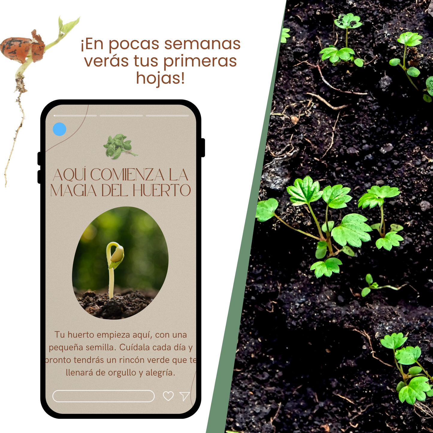 7 Pasos Simples para Iniciar tu Huerto