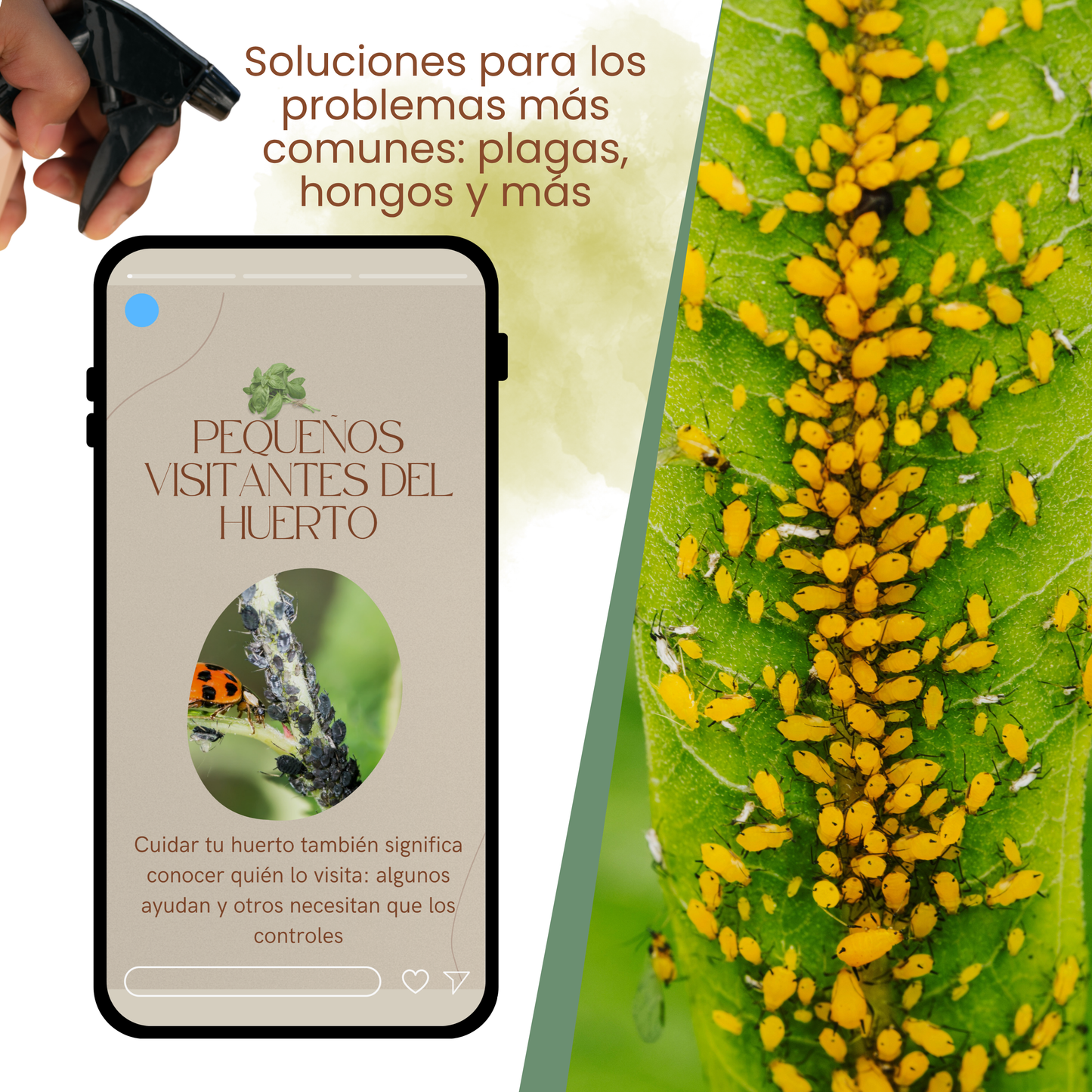 7 Pasos Simples para Iniciar tu Huerto